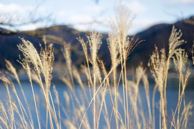 Close-up of stalks against calm lake