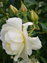 Close-up of white flower blooming outdoors