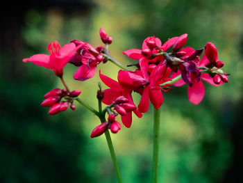 Close-up of pink flowering plant