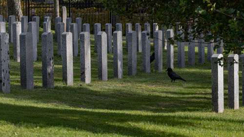 View of raven amongst military head stones.