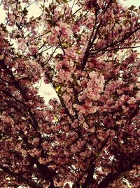 Low angle view of cherry blossom tree