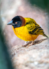 Close-up of bird perching on rock