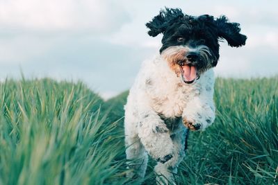 Portrait of dog on field