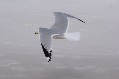 Close-up of bird flying over water