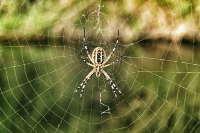 Close-up of spider on web