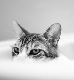 Close-up portrait of a cat looking away