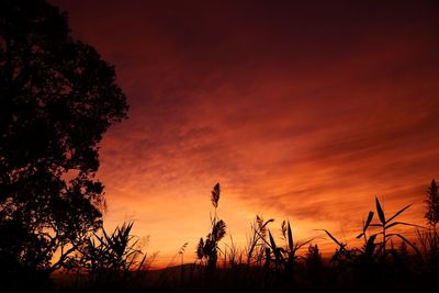 Low angle view of silhouette trees against sky during sunset