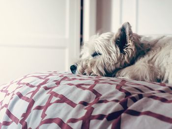 Dog resting on bed at home