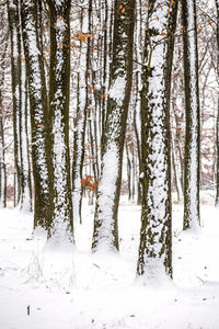 Trees in forest during winter