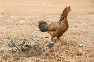 Close-up of rooster on field