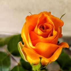 Close-up of yellow rose