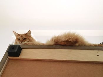 Portrait of a cat on a upside-down couch