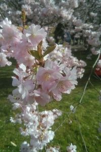 Close-up of pink flowers blooming on tree