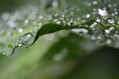 Close-up of water drops on plant