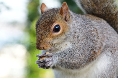 Grey squirrel eating a nut 