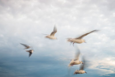 Seagulls flying in the sky