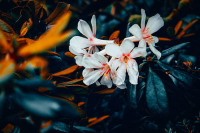 Close-up of white flowering plant