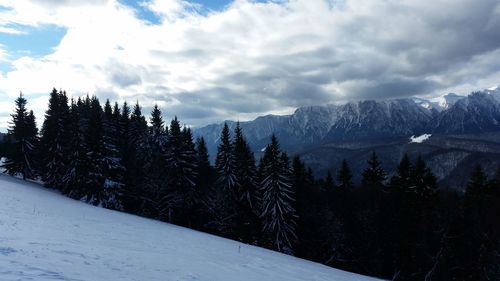 Pine trees in forest against sky