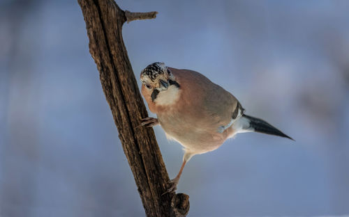 Close-up of bird perching on tree