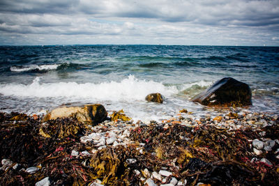 Seaweeds on shore against cloudy sky