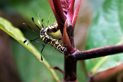 Close-up of insect on plant