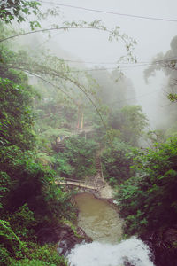 Bridge over river amidst trees in forest