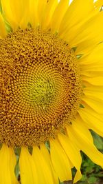 Close-up of yellow sunflower