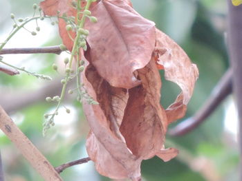 Close-up of branches against blurred background