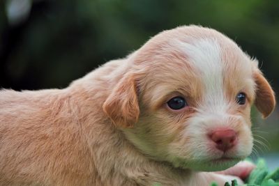 Portrait of cute puppy