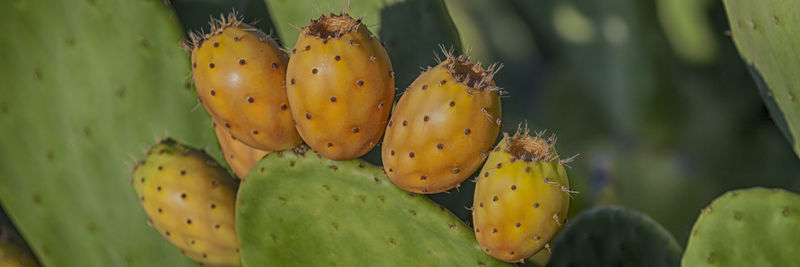 Close-up of prickly pear cactus