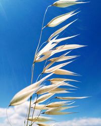 Low angle view of plant against blue sky