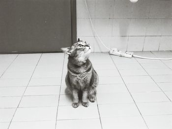 Portrait of cat sitting on tiled floor