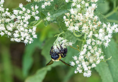 Close-up of bee pollinating on flower