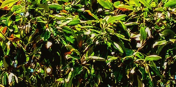 Close-up of leaves on tree