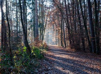 Road amidst trees in forest during autumn