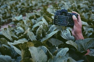 Cropped hand of person holding camera amidst plants