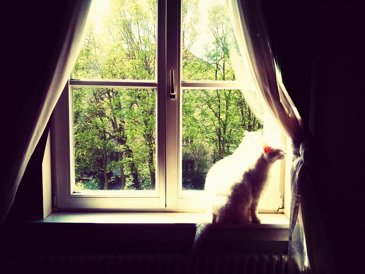 window, indoors, domestic animals, pets, window sill, looking through window, glass - material, transparent, home interior, curtain, one animal, animal themes, tree, mammal, cat, domestic cat, house, plant, day, sunlight