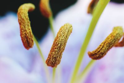 Close-up of red flowering plant