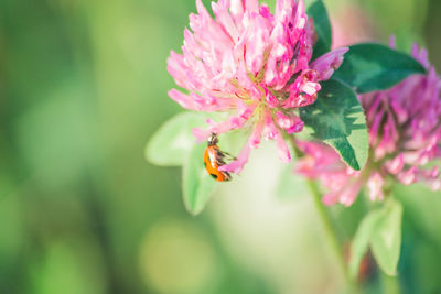 Close-up of bee pollinating on pink flower