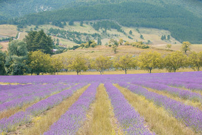 Scenic view of agricultural field