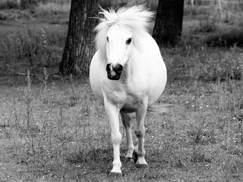 Portrait of horse standing on field