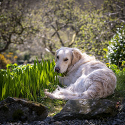 Golden retriever dog at play in snowdonia national park, wales uk