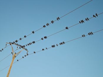 Low angle view of birds flying against clear blue sky