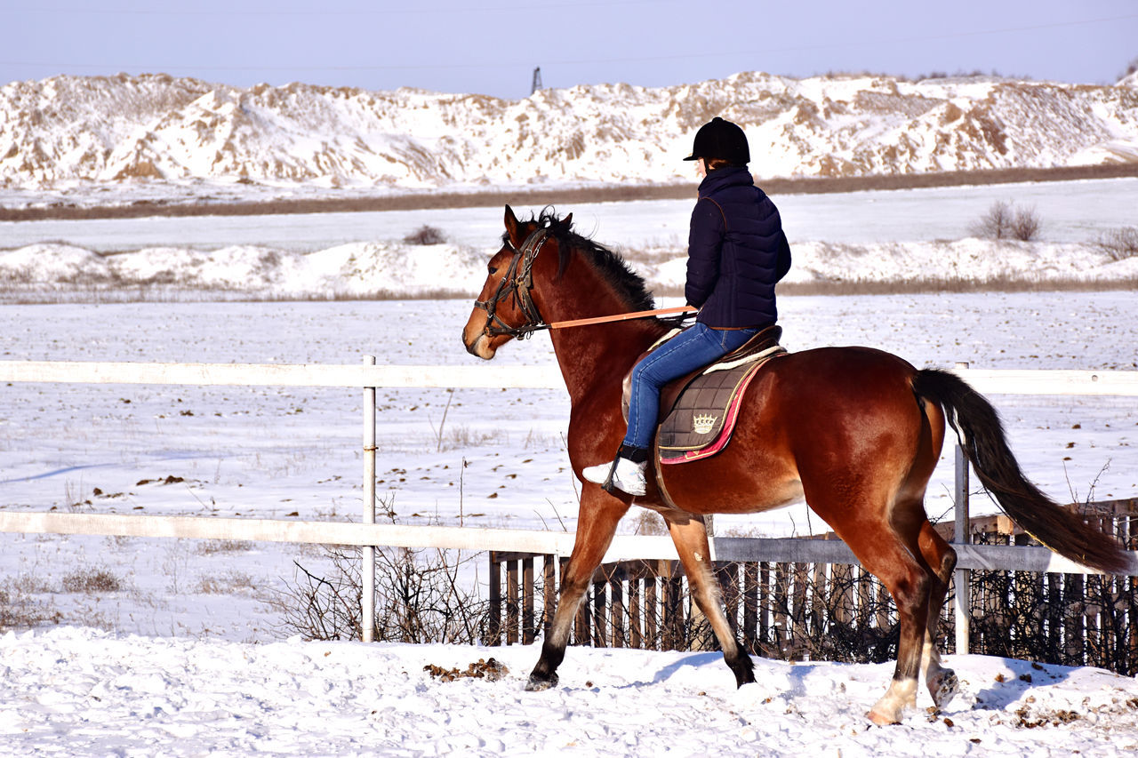 domestic animals, mammal, horse, animal, animal themes, livestock, snow, winter, cold temperature, animal wildlife, pet, horseback riding, activity, riding, equestrian sport, one animal, nature, one person, full length, leisure activity, land, adult, day, landscape, sports, mustang horse, person, stallion, environment, side view, white, beauty in nature, mountain, outdoors, animal sports, sky, men, clothing, herbivorous, sitting, lifestyles, scenics - nature, women