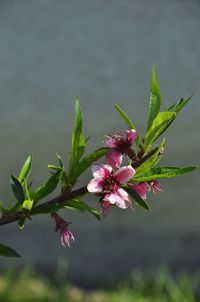 Close-up of pink flowering plant