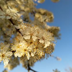 Close-up of cherry blossoms against sky