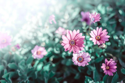 Close-up of pink flowers