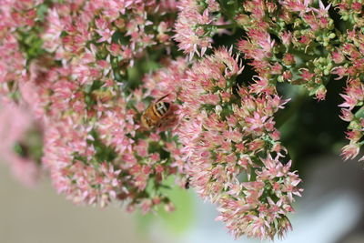 Close-up of bee pollinating flower