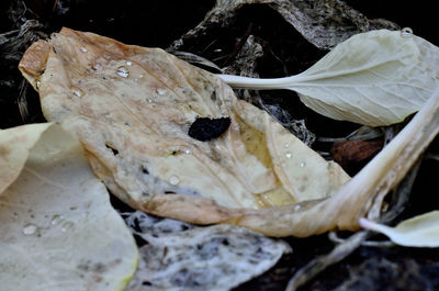 Close up of leaf