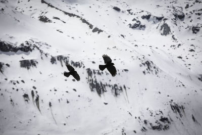 Black crows flying over mountain peaks